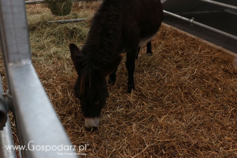 Krajowa Wystawa Zwierząt Hodowlanych w Poznaniu 2017 (niedziela, 7 maja)