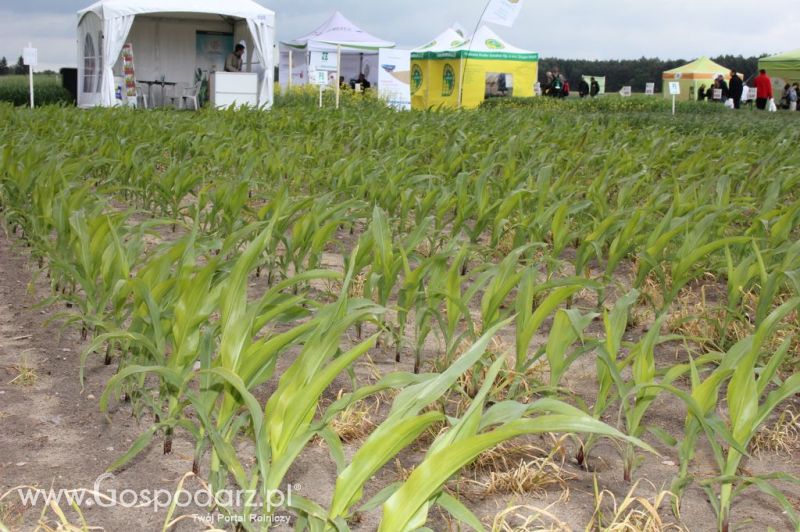 Zielone Agro Show 2012 Kąkolewo - Polskie Zboża 