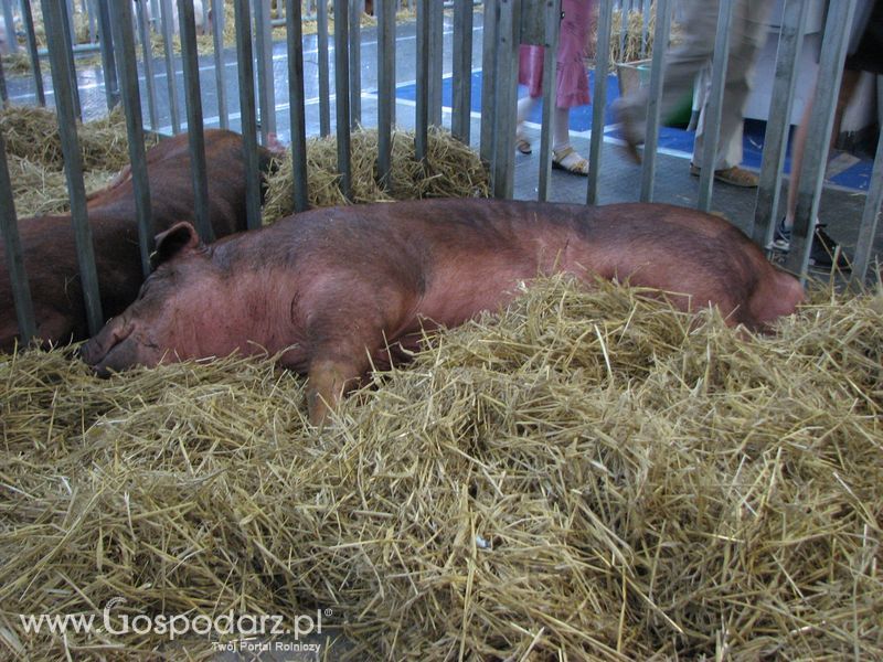 Lochy, knury na XXV Krajowej Wystawie Zwierząt Hodowlanych