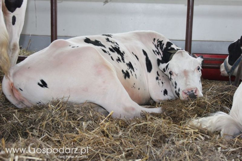 VII Ogólnopolska Wystawa Bydła Hodowlanego - Sielinko 2012