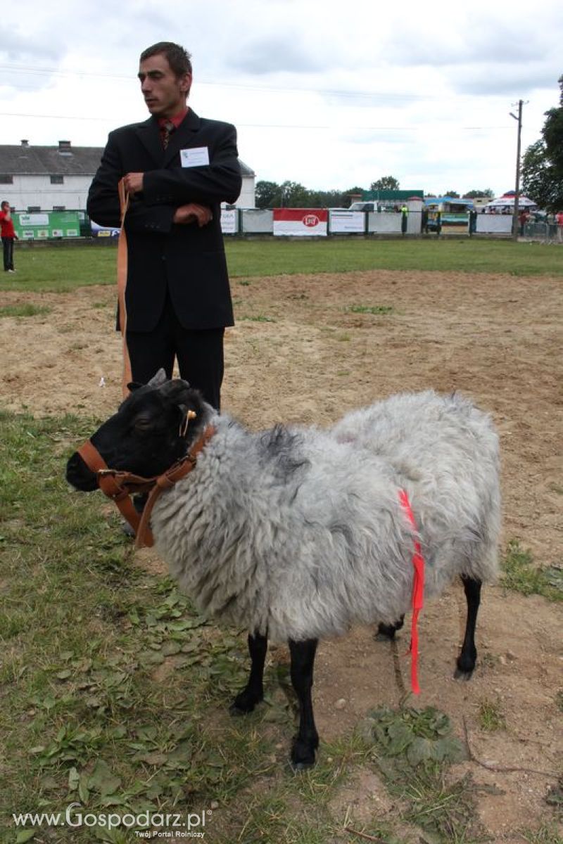 Wręczenie nagród na XVIII Regionalnej Wystawie Zwierząt Hodowlanych w Szepietowie