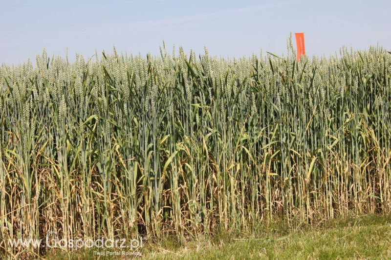 Zielone AGRO SHOW – POLSKIE ZBOŻA 2014 w Sielinku - niedziela