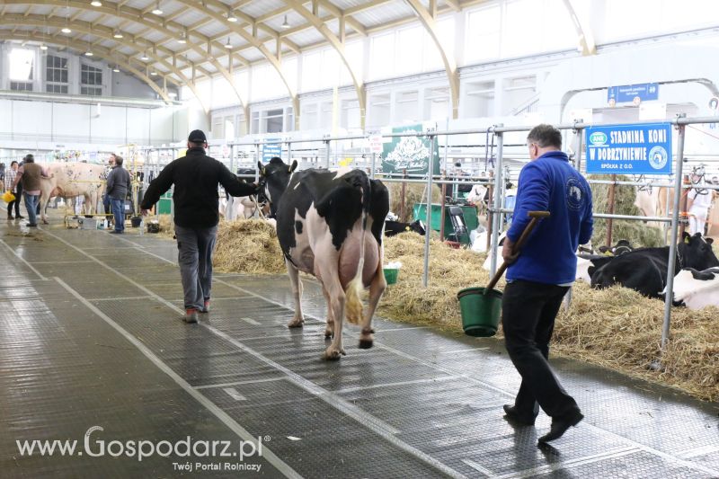 Krajowa Wystawa Zwierząt Hodowlanych w Poznaniu 2017 (piątek, 5 maja)