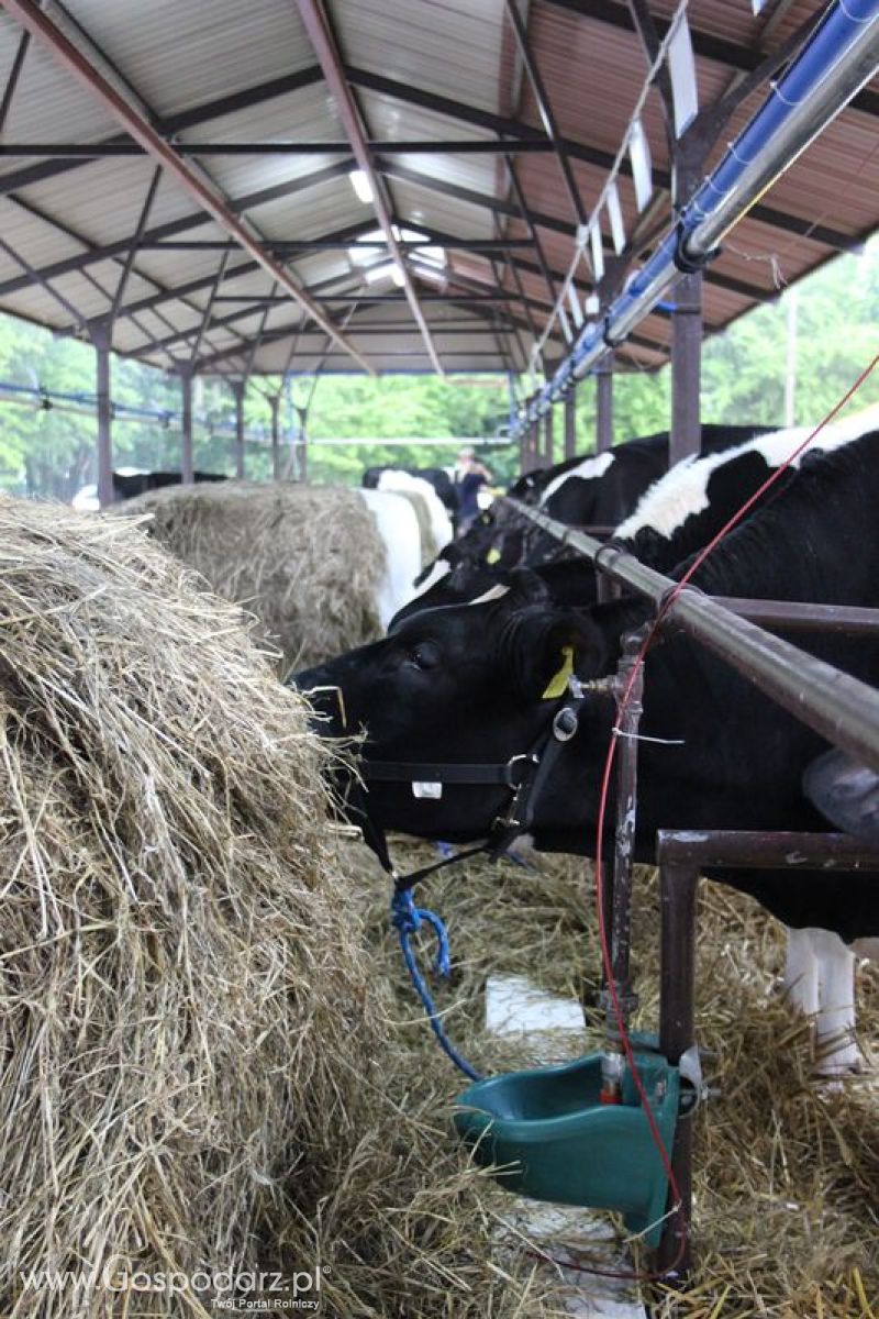 XVIII Regionalna Wystawa Zwierząt Hodowlanych w Szepietowie - przygotowania