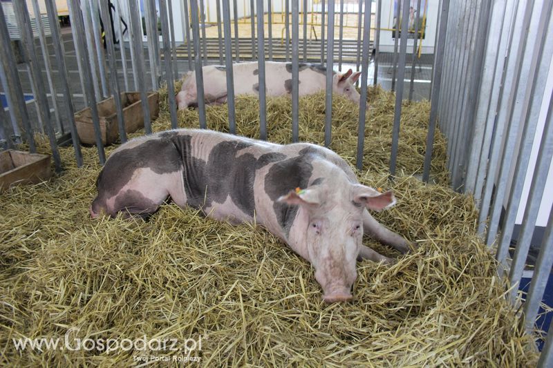 XXV Krajowa Wystawa Zwierząt Hodowlanych Niedziela