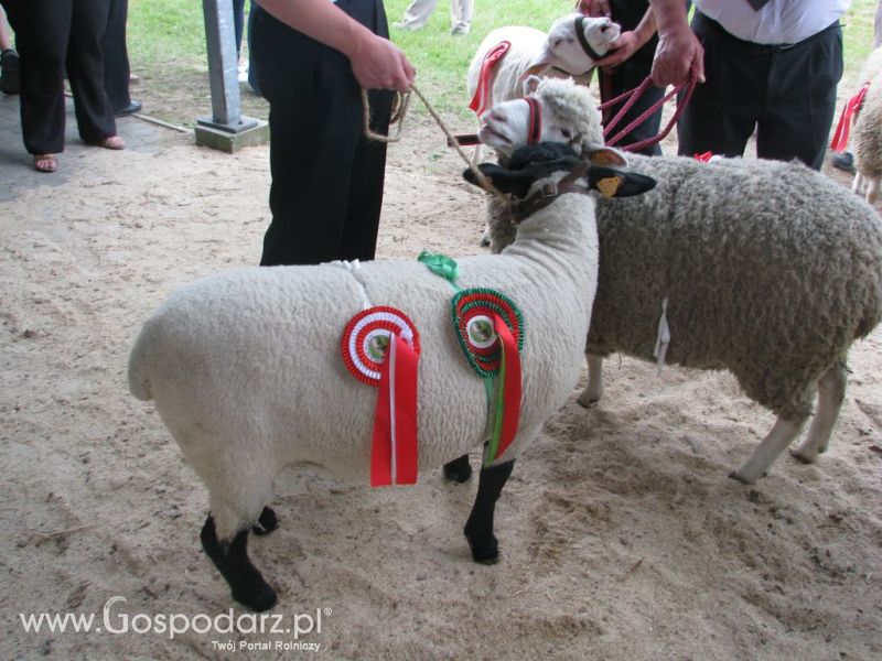 Owce- Szepietowo 2012 XIX Regionalna Wystawa Zwierząt Hodowlanych