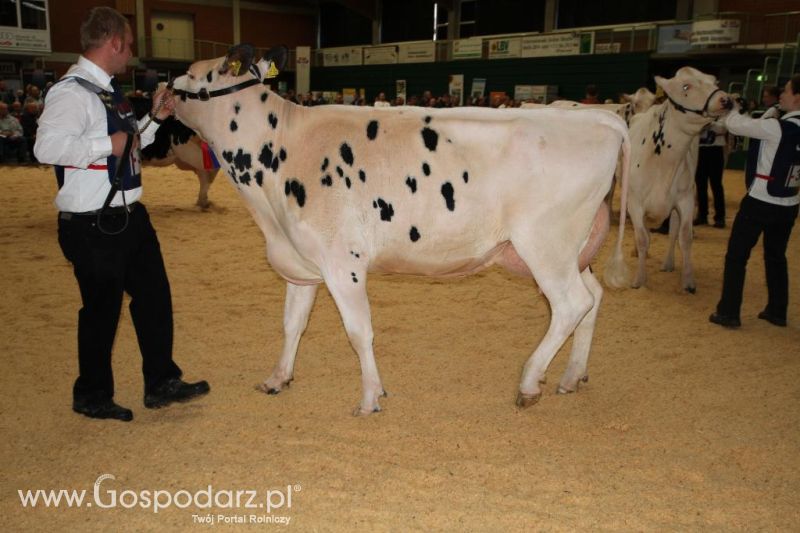 Wystawa  Blickpunkt Rind 2013 w miejscowości Paaren/Glien (Niemcy)