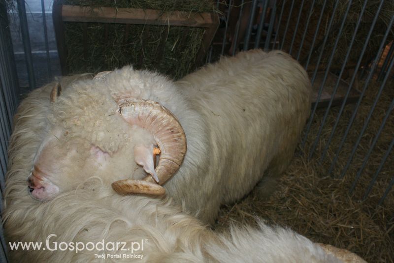 Owce i kozy na XXV Krajowej Wystawie Zwierząt Hodowlanych