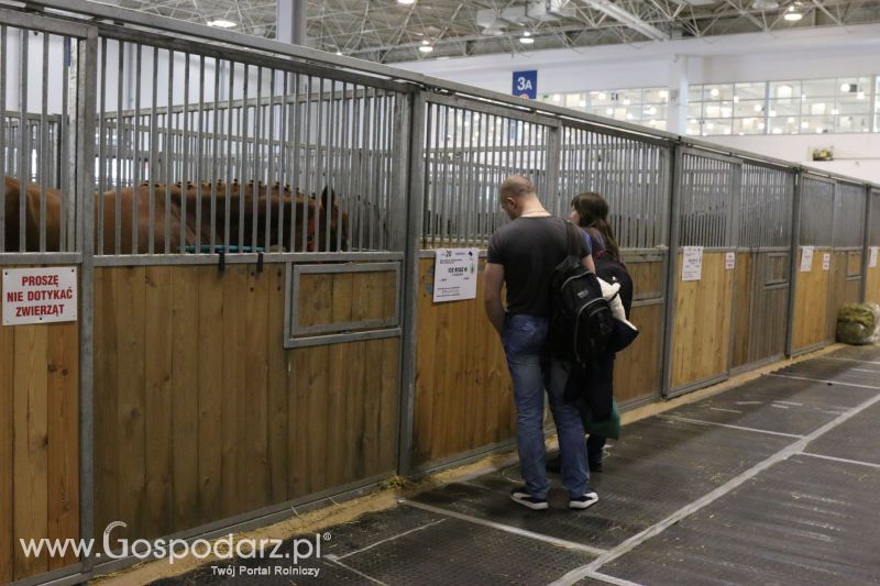 Krajowa Wystawa Zwierząt Hodowlanych w Poznaniu 2017 (sobota, 6 maja)