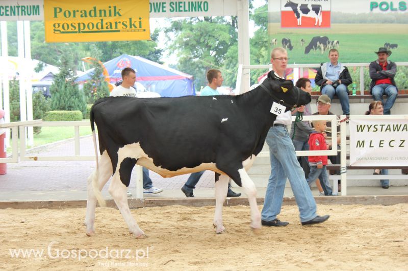 Wystawa bydła Sielinko 2011