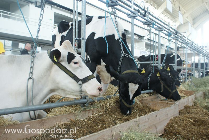 Bydło mleczne na XXV Krajowej Wystawie Zwierząt Hodowlanych