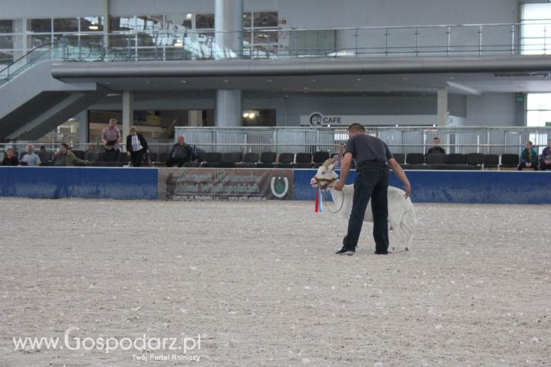 XXVI Krajowa Wystawa Zwierząt Hodowlanych - sobota i niedziela