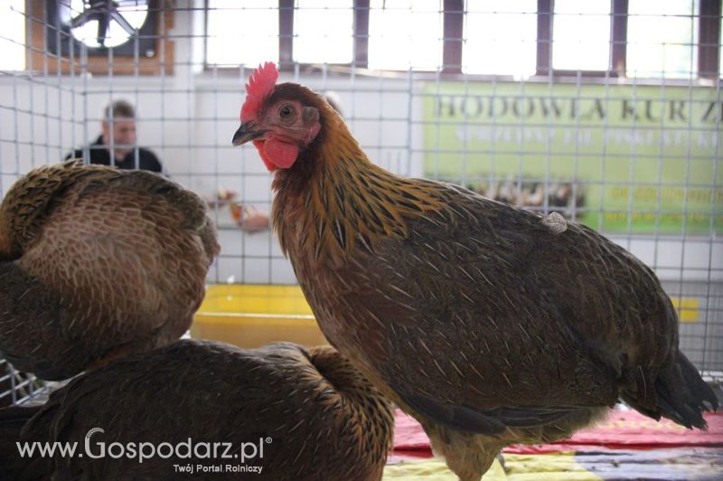 Drób - Szepietowo 2012 XIX Regionalna Wystawa Zwierząt Hodowlanych