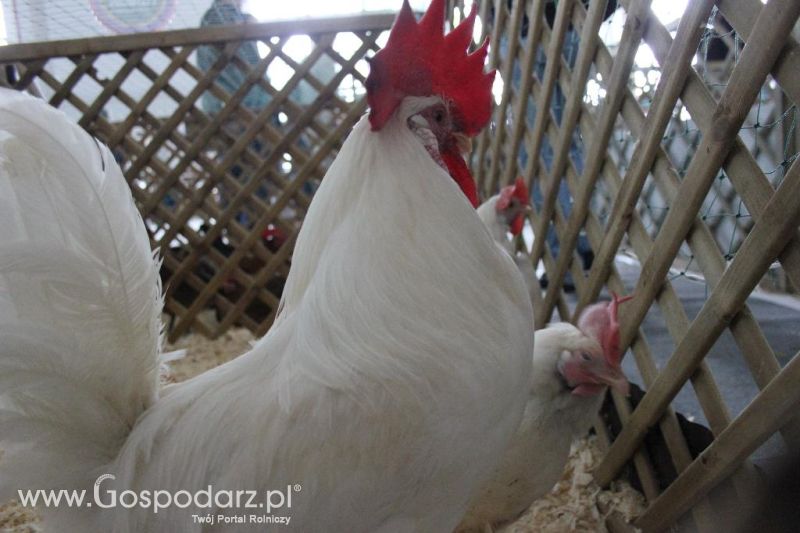 XXVI Krajowa Wystawa Zwierząt Hodowlanych - sobota i niedziela