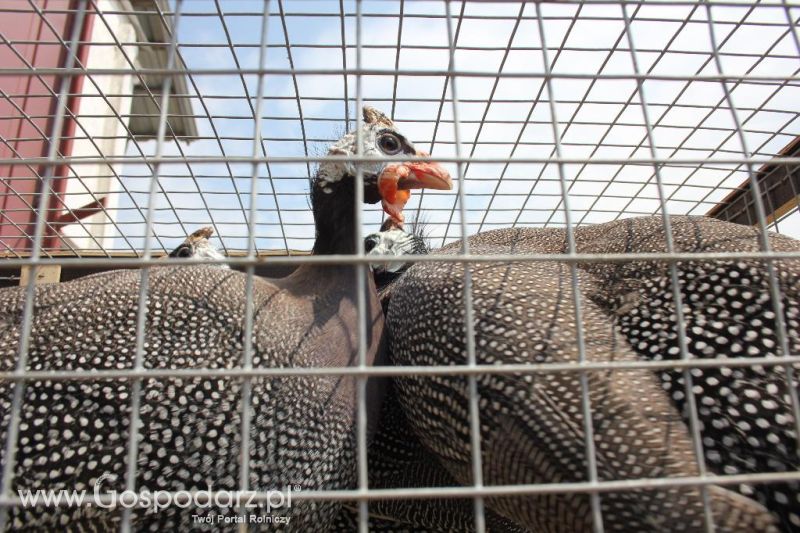 Regionalna Wystawa Zwierząt Hodowlanych i Dni z Doradztwem Rolniczym w Szepietowie-niedziela