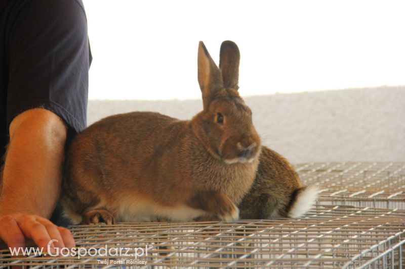 Zielone AGRO SHOW – POLSKIE ZBOŻA 2014 w Sielinku - niedziela