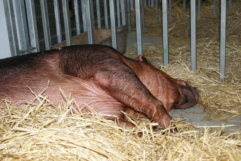 Lochy, knury na XXV Krajowej Wystawie Zwierząt Hodowlanych