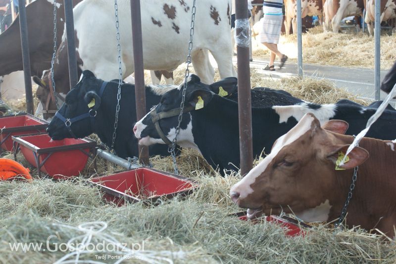 Bydło mleczne na XXV Krajowej Wystawie Zwierząt Hodowlanych