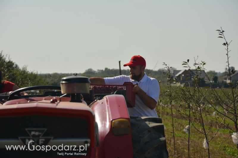 Zbiór śliwek agregatem MAJA AUTOMATIC LK