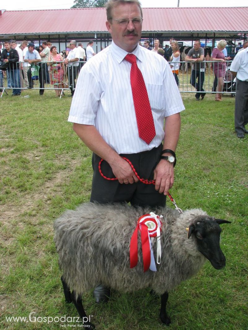Owce- Szepietowo 2012 XIX Regionalna Wystawa Zwierząt Hodowlanych
