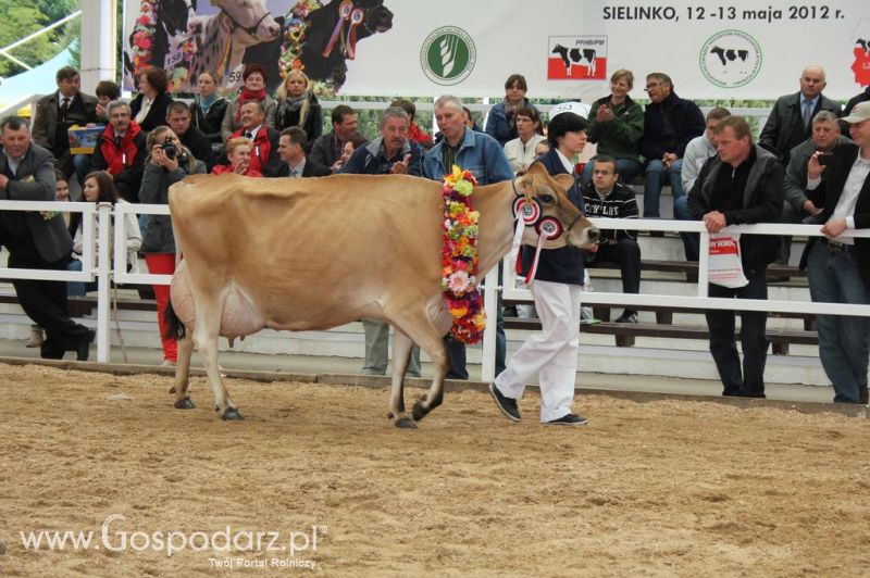 Prezentacja Championów na VII Ogólnopolskiej Wystawie Bydła Hodowlanego w Sielinku 2012