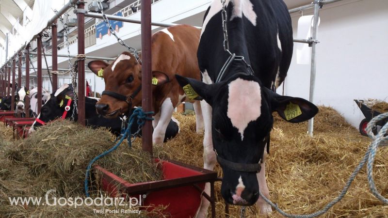 KWZH 2015. Bliskie spotkania ze zwierzętami hodowlanymi