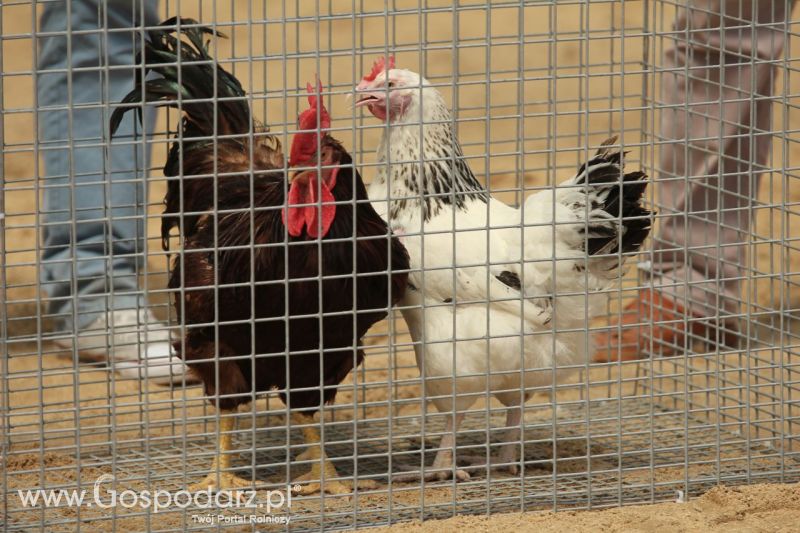 Zielone AGRO SHOW – POLSKIE ZBOŻA 2014 w Sielinku - niedziela