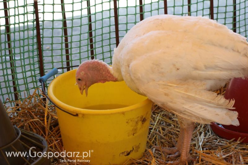 Zielone AGRO SHOW – POLSKIE ZBOŻA 2014 w Sielinku - niedziela