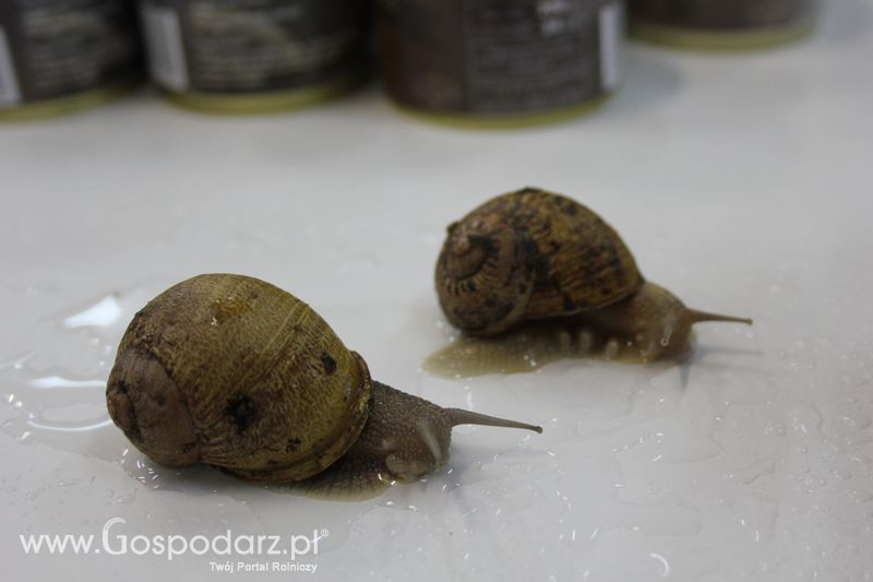 XXV Krajowa Wystawa Zwierząt Hodowlanych Niedziela