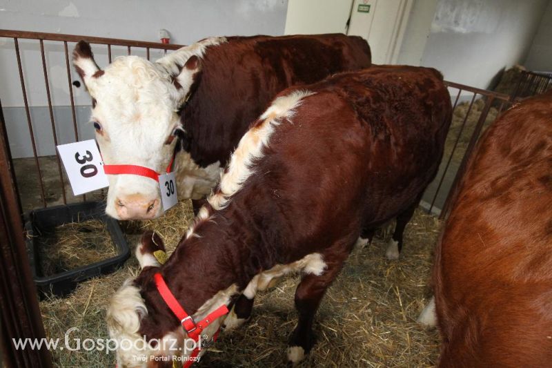 I Krajowa Wystawa Bydła Mięsnego w Sielinku - sobota