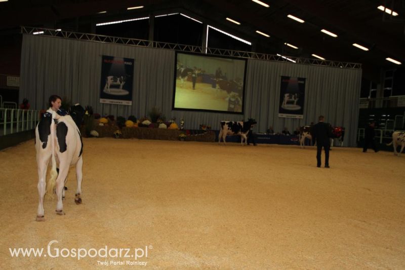 Wystawa  Blickpunkt Rind 2013 w miejscowości Paaren/Glien (Niemcy)