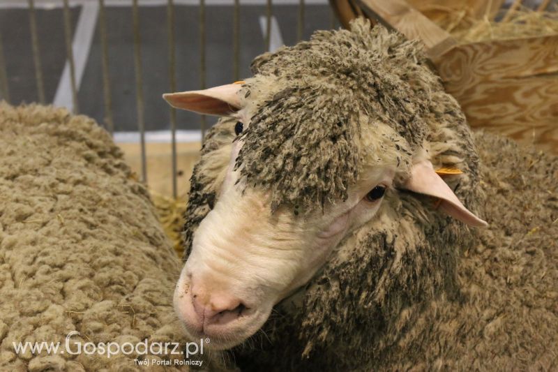 Krajowa Wystawa Zwierząt Hodowlanych w Poznaniu 2017 (sobota, 6 maja)