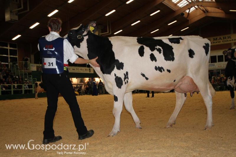 Wystawa  Blickpunkt Rind 2013 w miejscowości Paaren/Glien (Niemcy)