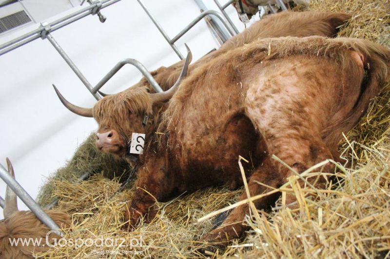 XXVI Krajowa Wystawa Zwierząt Hodowlanych - sobota i niedziela