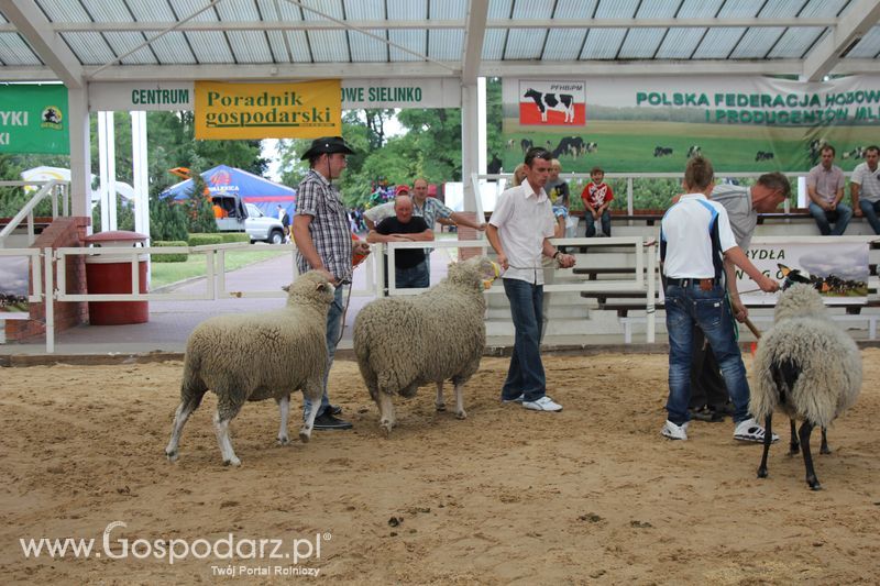 Czempioni XVII Regionalnej Wystawy Zwierząt Hodowlanych Sielinko 2011