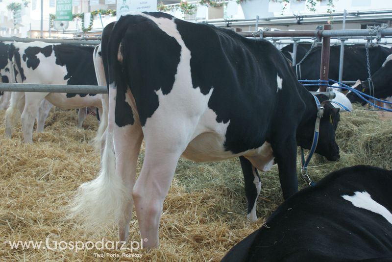 Bydło mleczne na XXV Krajowej Wystawie Zwierząt Hodowlanych