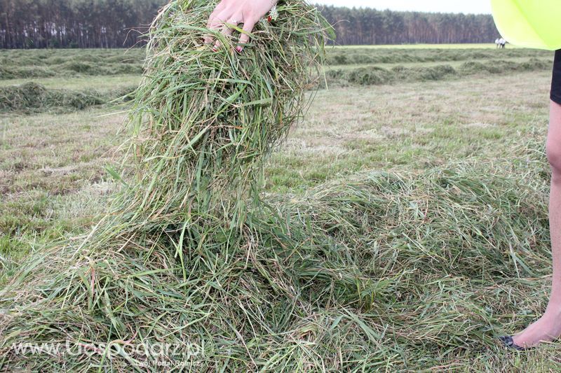 Zielone Agro Show pokaz maszyn rolniczych