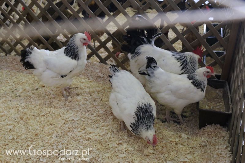 Krajowa Wystawa Zwierząt Hodowlanych w Poznaniu 2017 (niedziela, 7 maja)