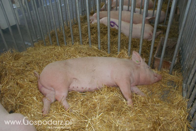 Lochy, knury na XXV Krajowej Wystawie Zwierząt Hodowlanych