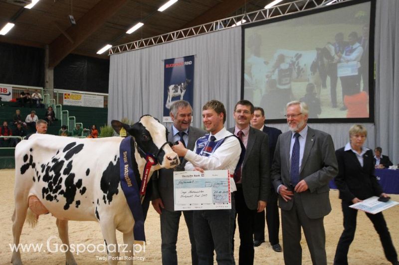 Wystawa  Blickpunkt Rind 2013 w miejscowości Paaren/Glien (Niemcy)