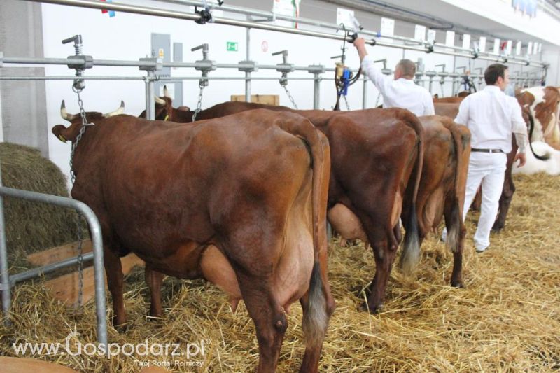 XXVI Krajowa Wystawa Zwierząt Hodowlanych - piątek