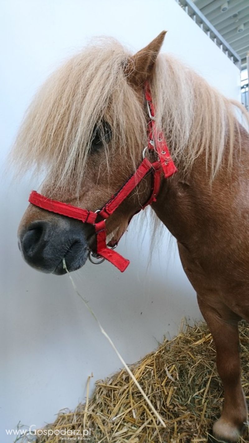 Narodowa Wystawa Zwierząt Hodowlanych 2019