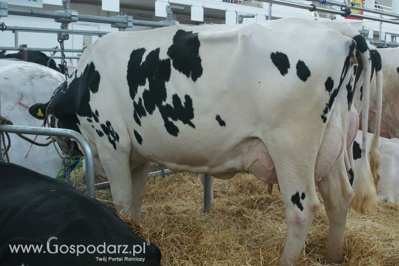 Bydło mleczne na XXV Krajowej Wystawie Zwierząt Hodowlanych