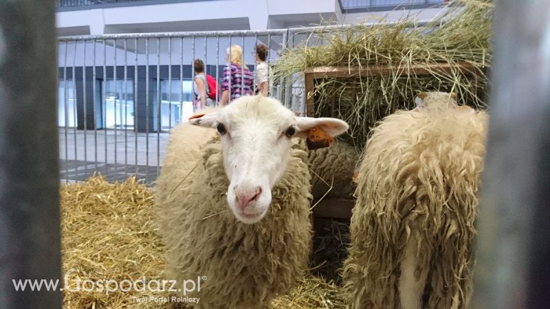 Narodowa Wystawa Zwierząt Hodowlanych 2019