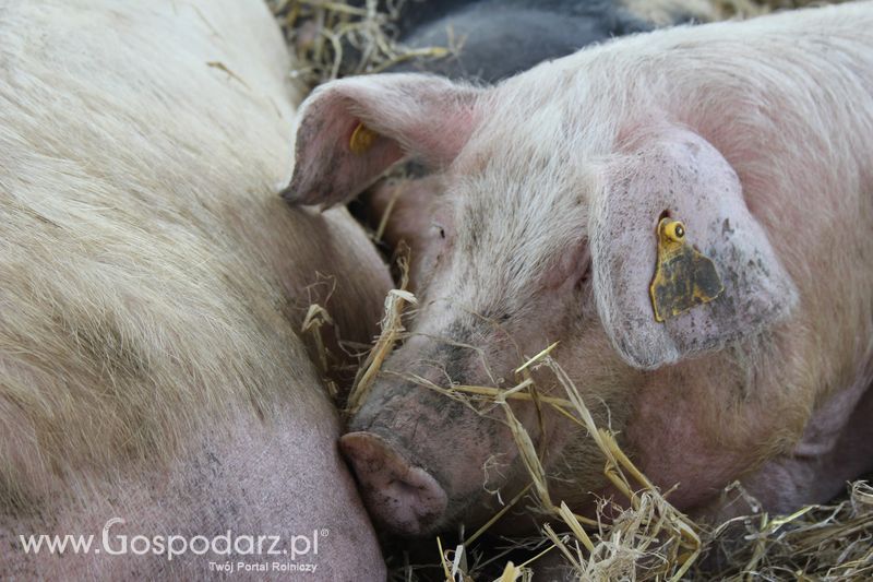 Targi Rolno-Ogrodnicze AGROMARSZ Marszew 2011