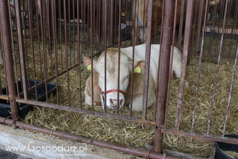 Krajowa Wystawa Zwierząt Hodowlanych w Poznaniu 2017 (sobota, 6 maja)