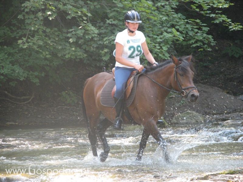 Krajowa Wystawa Ras Rodzimych Rudawka Rymanowska 2012 dzień 2