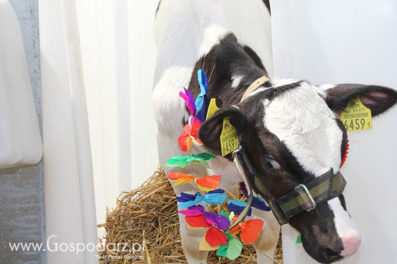 Wystawa Bydła: Konkurs Młodego Hodowcy - Opolagra 2011