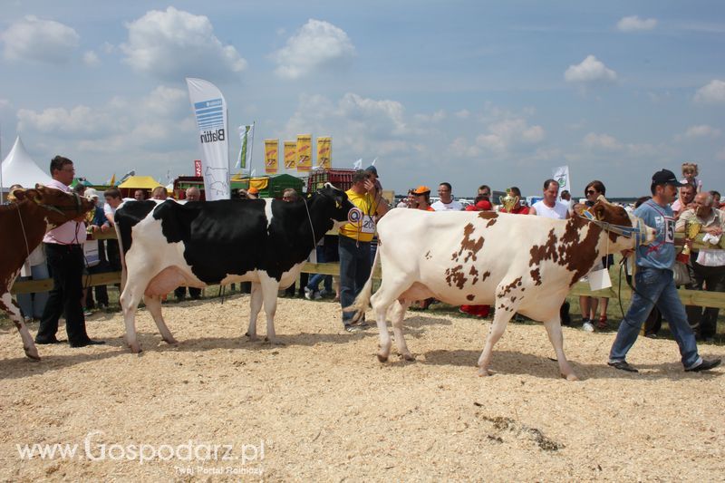 Superchampioni i championi Śląskiej Wystawy Bydła Mlecznego Opolagra 2011