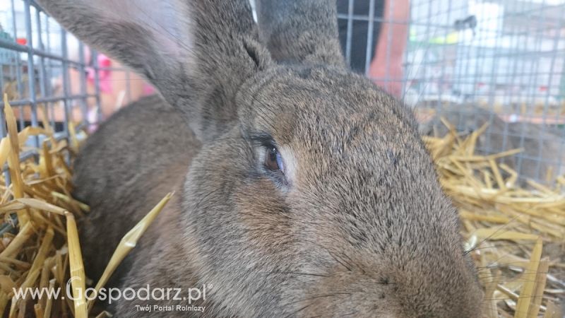 Narodowa Wystawa Zwierząt Hodowlanych 2019